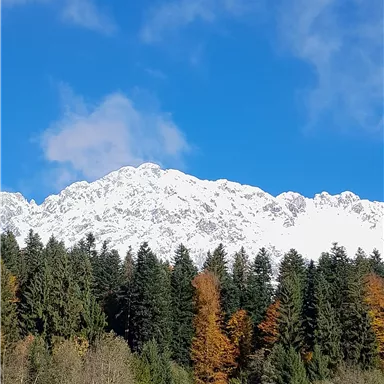 Eine beeindruckende Berglandschaft mit schneebedeckten Gipfeln. Im Vordergrund erstreckt sich ein Wald mit buntem Herbstlaub.