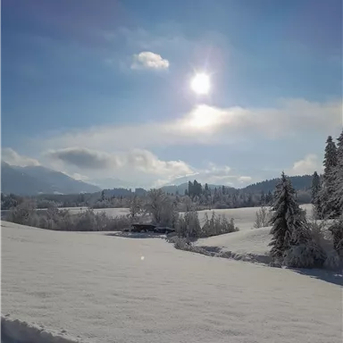 A winter landscape with snow-covered fields and trees. The sun shines brightly in the blue sky.