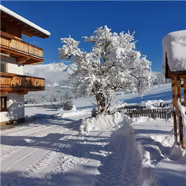 A snowy landscape with a snow-covered tree and a traditional house in the background. The sky is clear and blue, creating a tranquil winter atmosphere.