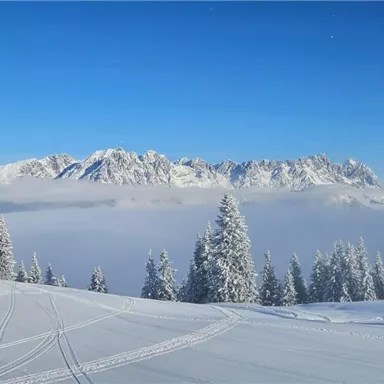 Eine winterliche Berglandschaft mit schneebedeckten Bäumen und klar blauem Himmel. Im Hintergrund sind majestätische Berge zu sehen.