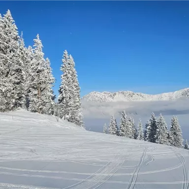 Eine verschneite Landschaft mit hohen, schneebedeckten Bäumen und einem klaren blauen Himmel. Im Vordergrund sind Spuren im Schnee sichtbar.