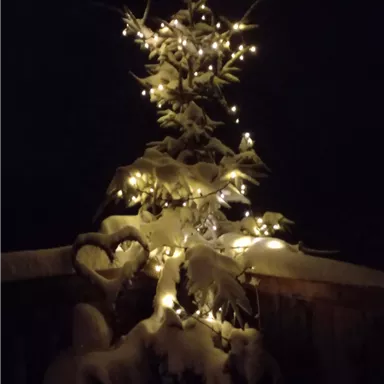 Ein verschneiter Baum mit Lichtern, der in der Nacht strahlt. Die Umgebung ist ruhig und winterlich dekoriert.