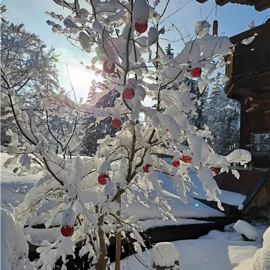 Ein schneebedeckter Baum mit roten Ornamenten steht in einer winterlichen Landschaft. Die Sonne scheint durch die Äste und schafft eine festliche Stimmung.