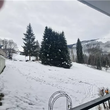 A snowy landscape with tall fir trees. The sky is cloudy and it feels wintry.