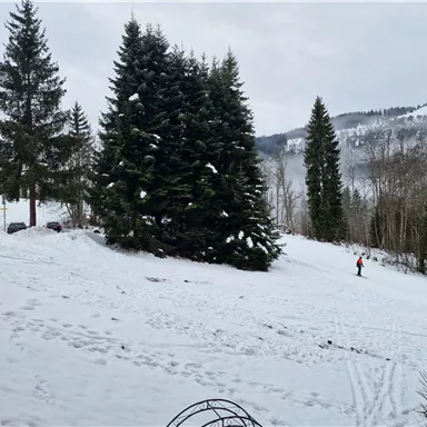 A snowy landscape with large fir trees. In the background, mountains and a skier are visible.