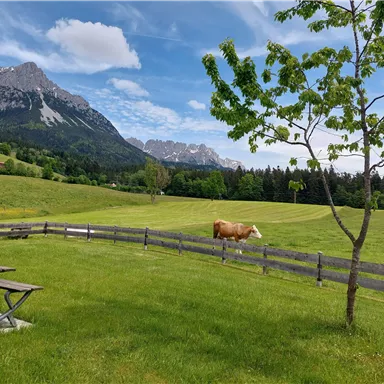 An idyllic landscape with green meadows and mountains in the background. A cow grazes peacefully next to a tree and a bench.