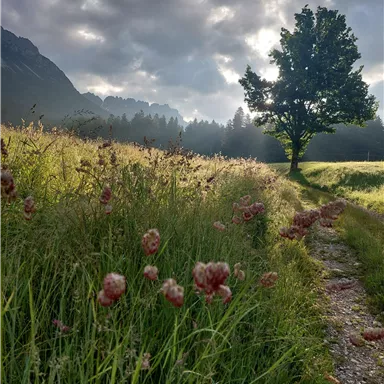 A green meadow with blooming plants that gently sway in the wind. In the background, a single tree stands, surrounded by mountains and a cloudy sky.