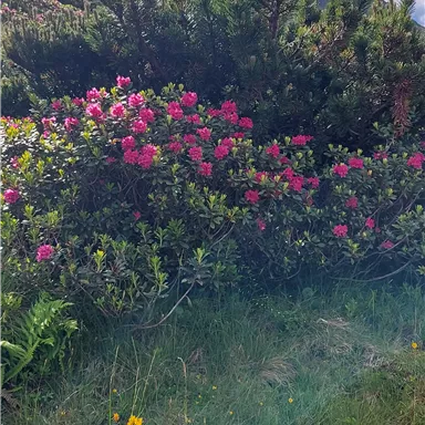 A lush garden with colorful flowers and green vegetation. The sky is blue with some clouds.