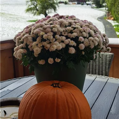 An orange pumpkin is on a table next to a blooming plant. In the background, you can see snow-covered mountains and a beautiful sky.