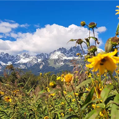 A blooming field with yellow flowers in front of snow-covered mountains. The sky is clear and blue with some clouds.