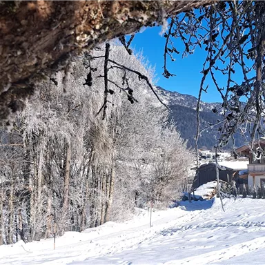 A snowy landscape with trees and a clear blue sky. In the background, some houses can be seen.