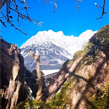 A clear blue sky over snow-covered mountains, framed by tree branches. In the foreground, moss-covered rocks are visible.
