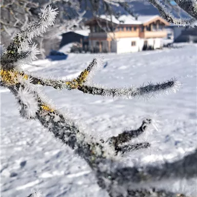 A snowy winter day with a frosty tree in the foreground. In the background, a white house can be seen.