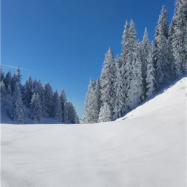 A snowy landscape with tall, snow-covered trees. The sky is clear and blue.