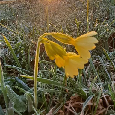 A yellow flower stands in the frosty grass. In the background, the sun is shining at dawn.