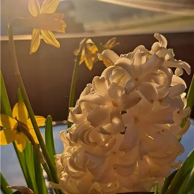 A white hyacinth blooms against a backdrop of yellow daffodils. In the background, a beautiful sunrise can be seen.