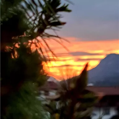 A beautiful sunset with an orange sky and silhouettes of trees in the foreground. In the background, a hill is visible.