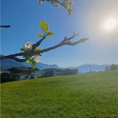 A sunny day on a green meadow with blooming trees. In the background, mountains can be seen.