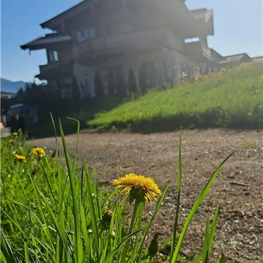 A beautiful house surrounded by green grass and yellow clover. The sun is shining brightly in the blue sky.