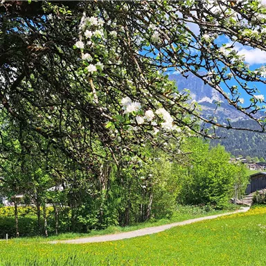 A picturesque landscape with blooming trees and a clear blue sky. In the background, some houses and mountains can be seen.