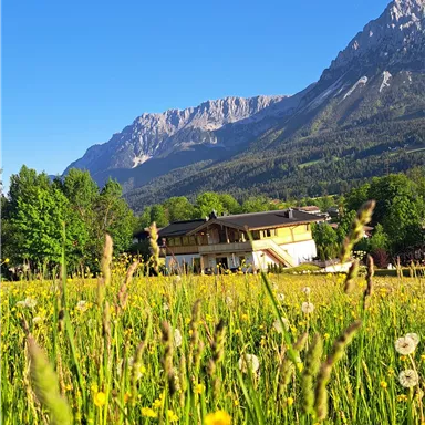 A green meadow with colorful flowers and a clear blue sky. In the background, majestic mountains and a cozy house can be seen.