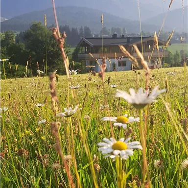 A meadow with colorful flowers and majestic mountains in the background. In the foreground, green grasses and a simple village structure are visible.