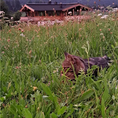 A cat is lying in the tall grass in front of a mountain landscape. In the background, a wooden house and majestic mountains can be seen.