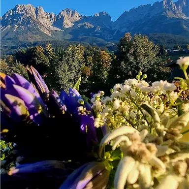 Colorful flowers in the foreground with majestic mountains in the background. The sky is clear and blue.