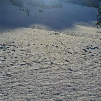 A snow-covered landscape with the rising sun in the background. The sky is clear and bright blue.