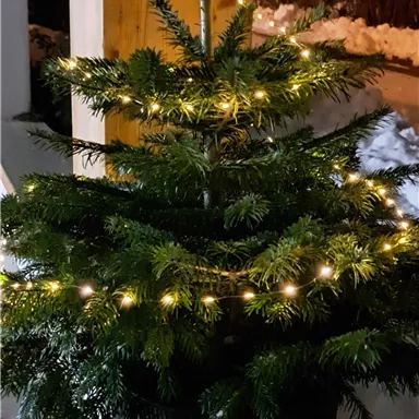 A small Christmas tree in a flower pot, adorned with warm lights. The surroundings are wintry with snow.