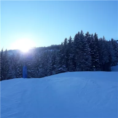 Eine verschneite Landschaft mit Fichten und strahlendem Sonnenlicht im Hintergrund. Der Himmel ist klar und blau.