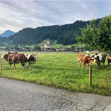 A group of cows is standing on a green meadow in Switzerland. In the background, you can see mountains and a village with a church.