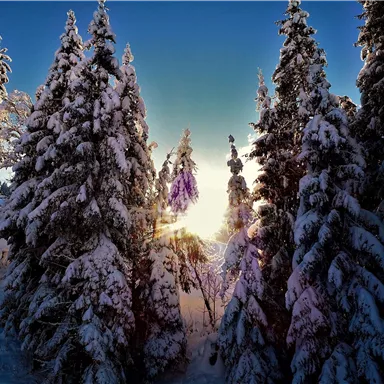 Eine verschneite Winterlandschaft mit hohen Tannenbäumen. Die Sonne geht hinter den Bäumen auf und sorgt für eine schöne Stimmung.