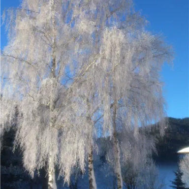 A snowy winter day with frozen birch trees. The sky is clear and blue, and a lake is visible in the background.