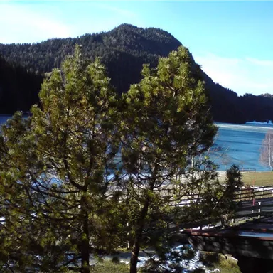 A tranquil winter landscape with coniferous trees and a frozen lake. In the background, mountains and a blue sky can be seen.