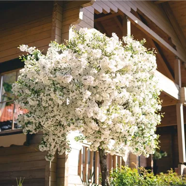 Ein blühender Baum mit weißen Blumen steht vor einem Holzhaus. Die Szene vermittelt eine ruhige und belebte Atmosphäre.