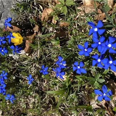 Bunte Blumenwiese mit vielen blauen und einigen gelben Blüten. Die Pflanzen wachsen im frischen Grün des Frühlings.