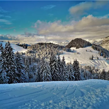 Eine schneebedeckte Winterlandschaft mit hohen Tannenbäumen. Im Hintergrund sind sanfte Hügel und ein blauer Himmel zu sehen.