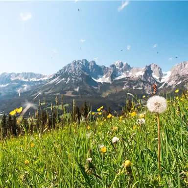 Ein schöner Bergblick mit blühenden Wiesen und einer Dandelion. Der Himmel ist klar und die Berge sind schneebedeckt.