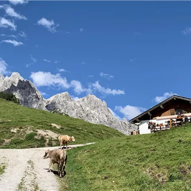 Eine Almhütte in den Bergen mit grünen Wiesen und Kühen, die vorbeigehen. Im Hintergrund sind beeindruckende Felsformationen und ein blauer Himmel zu sehen.