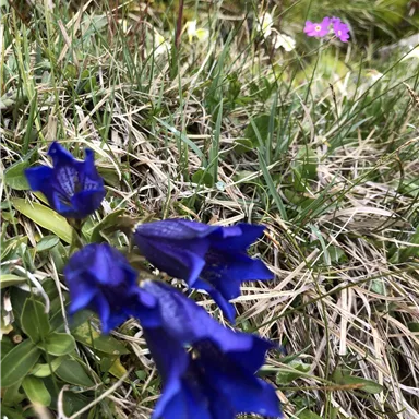 Ein paar leuchtend blaue Enzianblüten wachsen im Gras. Im Hintergrund sind unscharfe pinke und gelbe Blumen zu sehen.