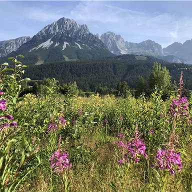 Eine Blumenwiese mit lila Blüten vor einer beeindruckenden Berglandschaft. Im Hintergrund erheben sichsteile der Berge unter einem klaren Himmel.