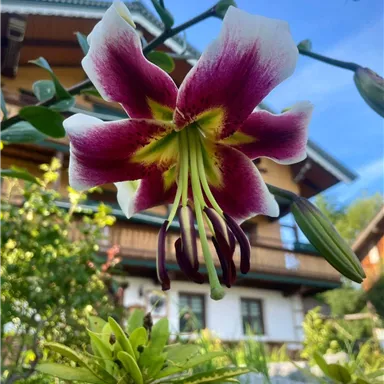 Eine auffällige Blume mit lila und weißen Blütenblättern auf einem Hintergrund von Pflanzen und einem Haus. Das klare Wetter sorgt für eine schöne Atmosphäre.
