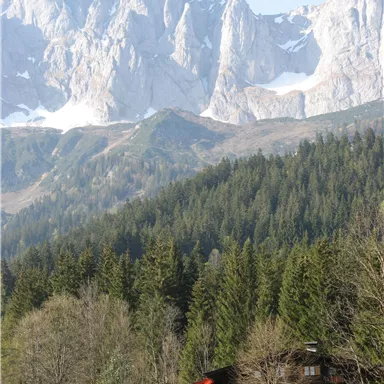 Ein idyllisches Bauernhaus vor majestätischen Bergen. Üppige Wälder und klare Luft prägen die Landschaft.