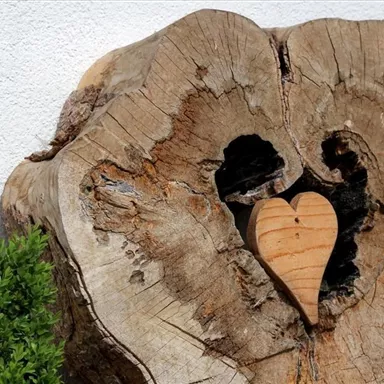 Ein Baumstamm mit einer herzförmigen Aussparung und einem Holzherz darin. Daneben wächst ein kleiner grüner Strauch.