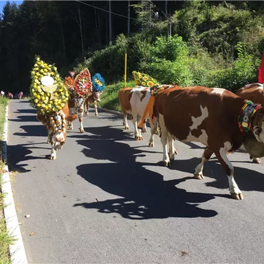 Eine Gruppe von Kühen geht eine Straße entlang, geschmückt mit bunten Blumenkränzen. Die Szene zeigt eine ländliche Atmosphäre in einer grünen Umgebung.