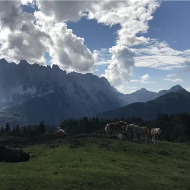 Eine malerische Berglandschaft mit hohen Bergen und einem klaren Himmel. Im Vordergrund grasen Kühe auf einer grünen Wiese.