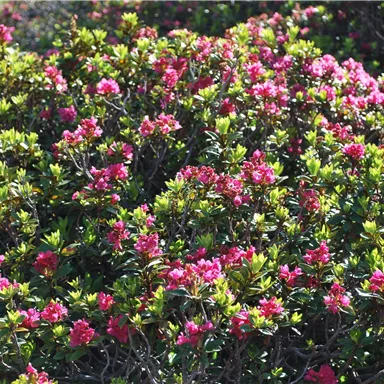 A dense shrub with brightly pink flowers and green foliage. The plants create a cheerful and vibrant atmosphere.