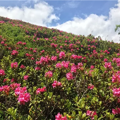 Ein blühender Hang voller pinker Rhododendren unter einem klaren Himmel. Die frischen Farben verleihen der Landschaft eine lebendige Atmosphäre.