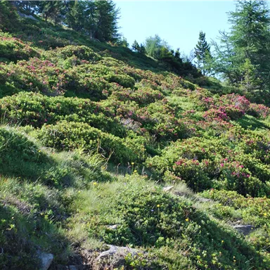 A green hillside with colorful plants and small bushes. In the background, some trees are visible and the sky is clear.